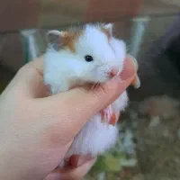 همستر سوری کمپل بالغ و بچه