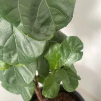 گیاه آپارتمانی لیراتا