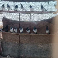 کبوتر  پاکستانی.تیدی