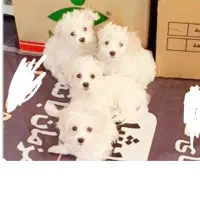 فروش توله سگ مالتیز پاکوتا حضوری|سگ|بردسیر, |دیوار
