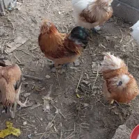 خروس ابریشمی