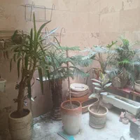 گل و کلدان|گل و گیاه طبیعی|تهران, استاد معین|دیوار