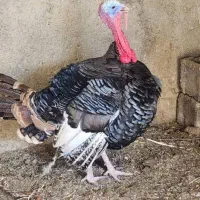 خروس محلی و بوقلمون برنز