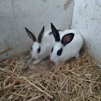بچه خرگوش