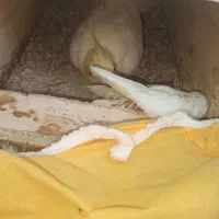 عروس لوتینو مولد تخم گذار|پرنده|قائم‌شهر, |دیوار