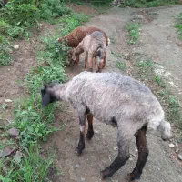 برهای علف خور