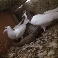 فروش کبوتر
