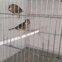 قناری نر سوخته ای و زیتونی|پرنده|اصفهان, نقش جهان|دیوار
