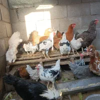 تخم نطفه دار گلین کار درست