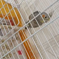 عروس هلندی|پرنده|کیاشهر, |دیوار