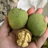 گر دو تا زه امروز
