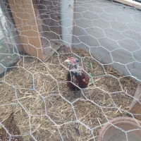 مر غ وخروس|حیوانات مزرعه|پرند, فاز ۲|دیوار