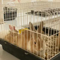 خرگوش|موش و خرگوش|پیرانشهر, |دیوار