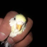 مرغ عشق کاشانی بالغ|پرنده|زاهدان, |دیوار