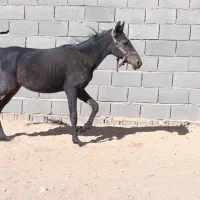 اسب دره شو|اسب و تجهیزات اسبسواری|شهرضا, |دیوار