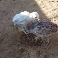 جوجه بوقلمون وجوجه مرغ کاکلی|حیوانات مزرعه|خواف, |دیوار