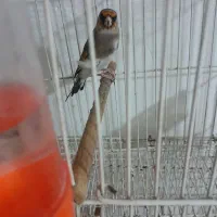 سهره کرمانی