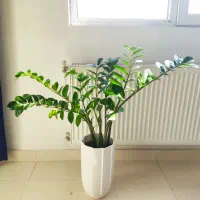 زاموفیلیا سبز غول