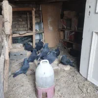 کبوتر سیاه پر درجه یک|پرنده|لاران, |دیوار