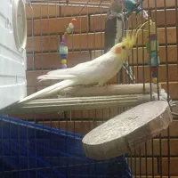 عروس هلندی جفت