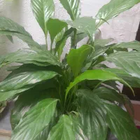 گل وگیاه خانگی|گل و گیاه طبیعی|اهر, |دیوار