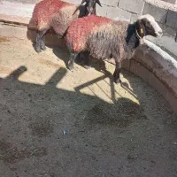 میش  بره دار  بره ماده بز