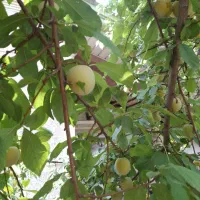 الو قطره طلایی خوشمزه
