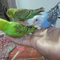 جوجه مرغ عشق دستی