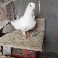 جفت سفید دم سیاه فری|پرنده|مشهد, رباط طرق|دیوار