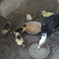 جوجه‌اردک|حیوانات مزرعه|سورک, |دیوار