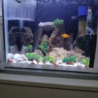 فروش یک عدداکواریوم
