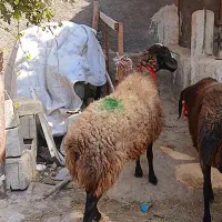 میش شال... کارخونه بره|حیوانات مزرعه|شیراز, کرونی(خاتونک)|دیوار