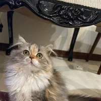 ۲ توله گربه بریتیش و مادر ( اصل )