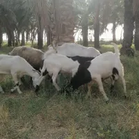 بز و میش|حیوانات مزرعه|بوشهر, |دیوار