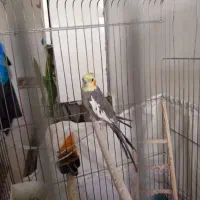 یک جفت عروس هلندی سخنگوحرف میزنه باقفس