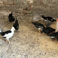 نیمچه مرغ خروس گلین