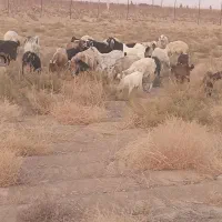 گوسفند|حیوانات مزرعه|قطرویه, |دیوار