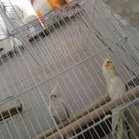 جفت عروس هلندی|پرنده|شوش, |دیوار