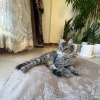 گربه|گربه|تهران, صادقیه|دیوار