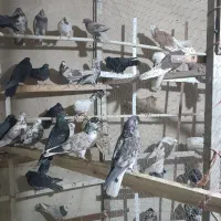 کفتر پرشی حسابی و دوکت|پرنده|میلاجرد, |دیوار