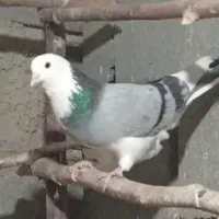 کبوتر