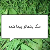 سگ پشمالو پیدا شده