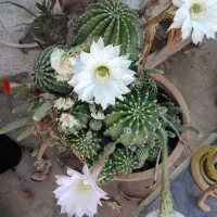 زمینی به متراژ1016مترو340متر زیربنا
