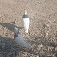 کبوتر خوب