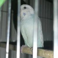 مرغ عشق ماده هست