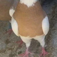 زرد خال سیاه