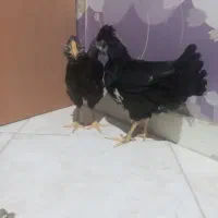 مرغ و خروس گلین ریشو چهل تاج زیگیلی