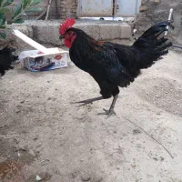 خروس محلی بزرگ