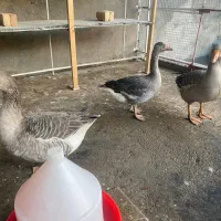 فروش غاز بالغ محلی|حیوانات مزرعه|سلمان‌شهر, |دیوار