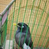 مینا|پرنده|هیرمند, |دیوار